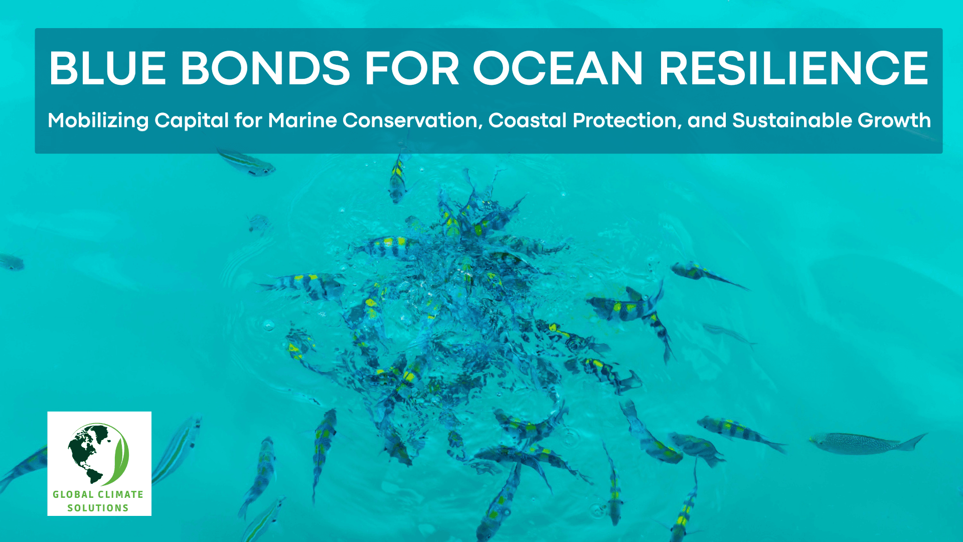 Blue Bonds and Ocean Finance: How Marine Investment Supports Climate Resilience