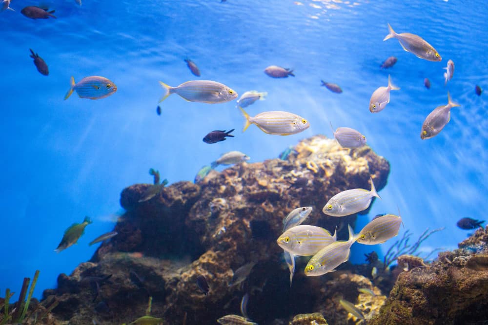 How the Kenya Go Blue-Green Bond Programme Supports Global Climate Action