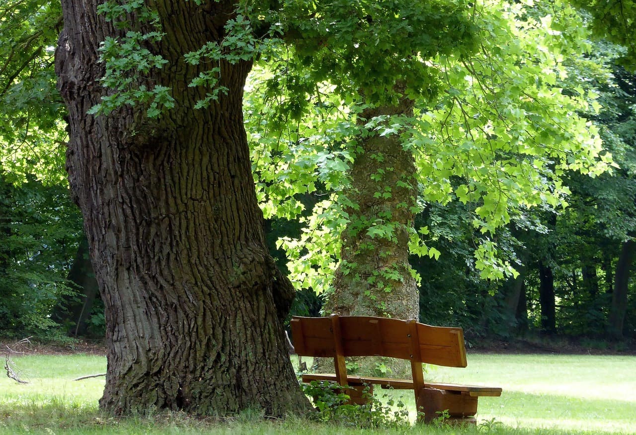 Wooden bench beneath dense summer tree canopy in a shaded public park