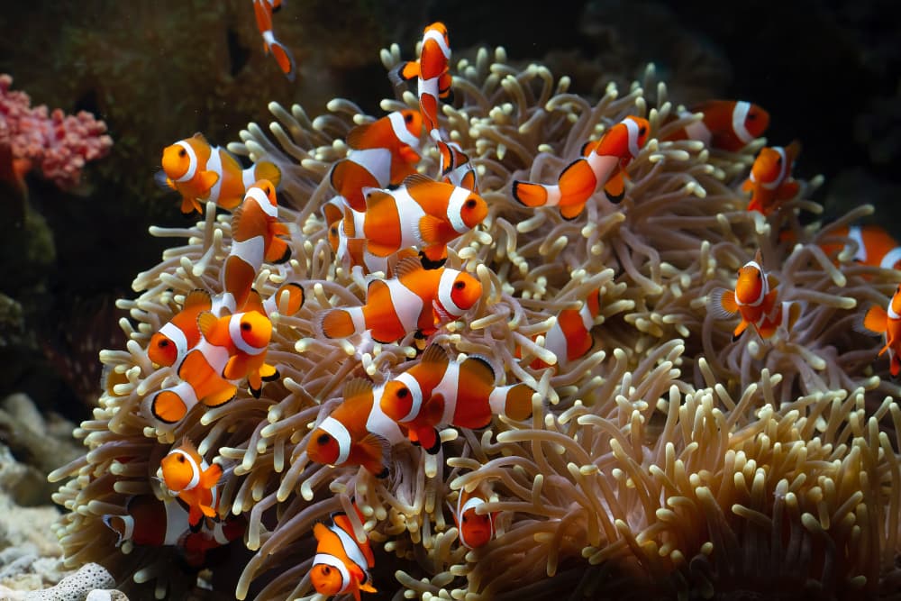 Tourism Reef Protection Initiative Strengthens Great Barrier Reef Climate Resilience