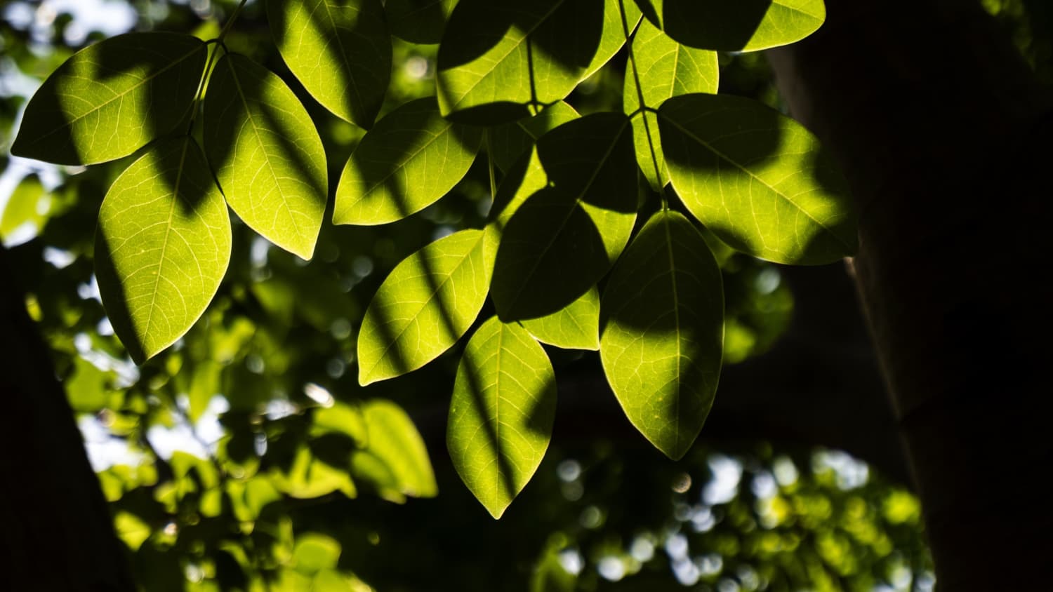 Urban Forest Climate Adaptation: Canopy Targets, Species Diversity, and Heat Resilience in Melbourne