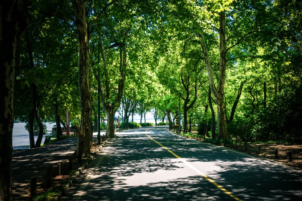 How Urban Forest Management Programs Advance Climate Resilience and Sustainable Urban Development