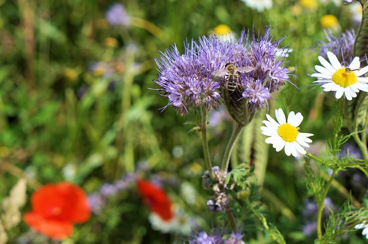 A bee collecting pollen among purple wildflowers in a summer meadow