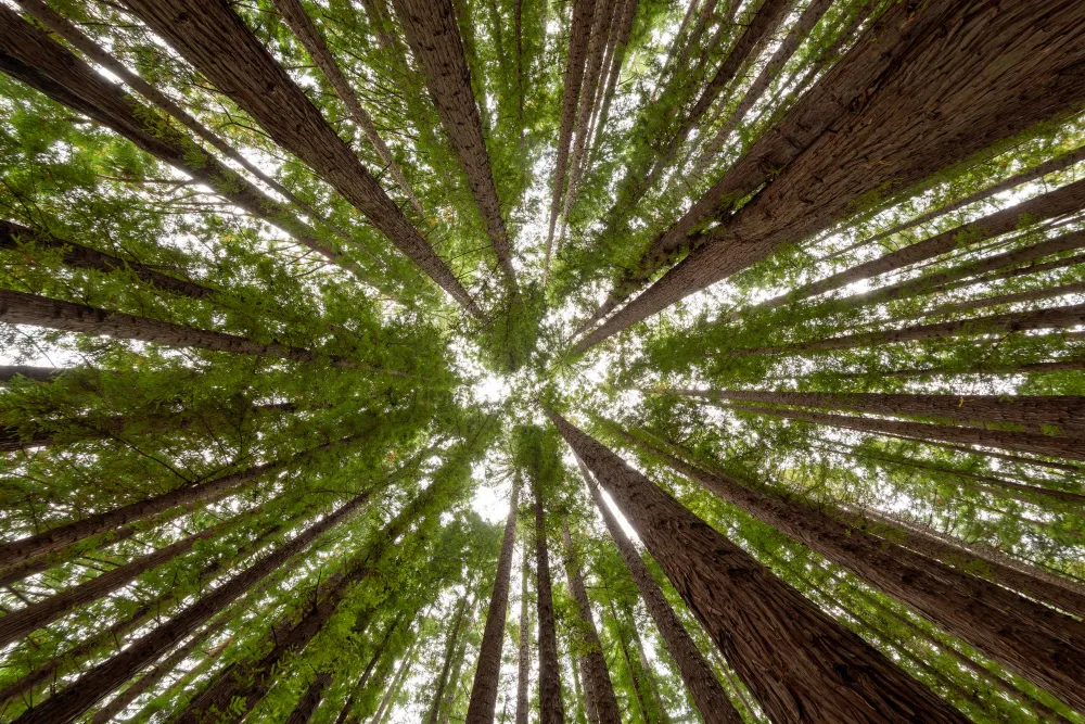 Looking upward through tall green forest canopy, symbolizing sustainable forestry and ecosystem resilience.