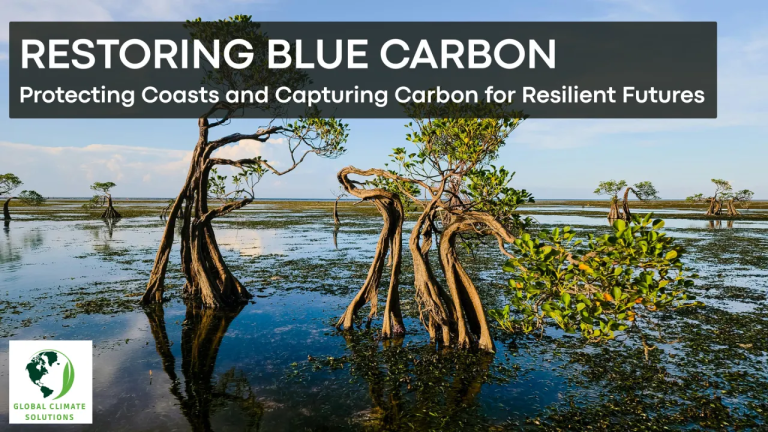 Mangroves growing along a coastal wetland, highlighting the role of blue carbon ecosystems in climate resilience and carbon storage.