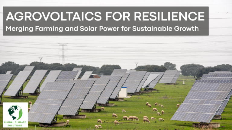 Solar panels installed on farmland with sheep grazing below, showcasing agrovoltaics as a dual-use system for food and clean energy.
