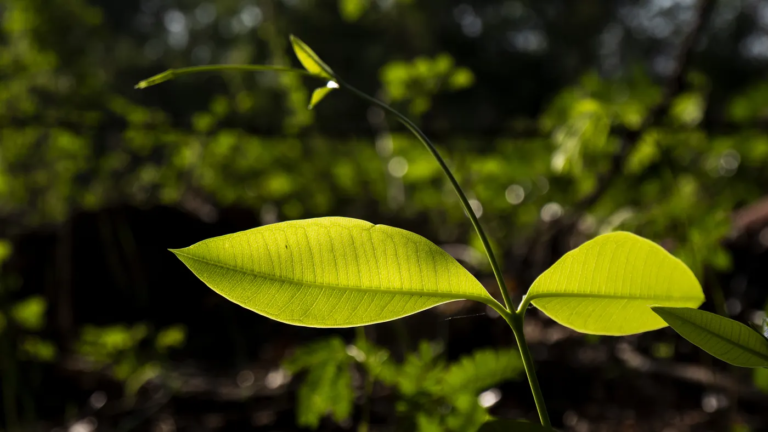 Close-up of green leaves symbolizing nature restoration, sustainability, and ecosystem recovery.