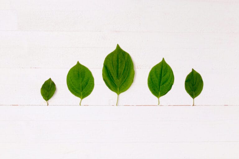 Green leaves arranged by size representing green roof infrastructure, urban climate resilience, stormwater management, and sustainable city development.